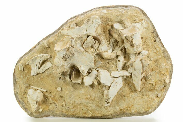 Mosasaur (Thalassotitan) Teeth and Bones in Situ - Morocco #334782